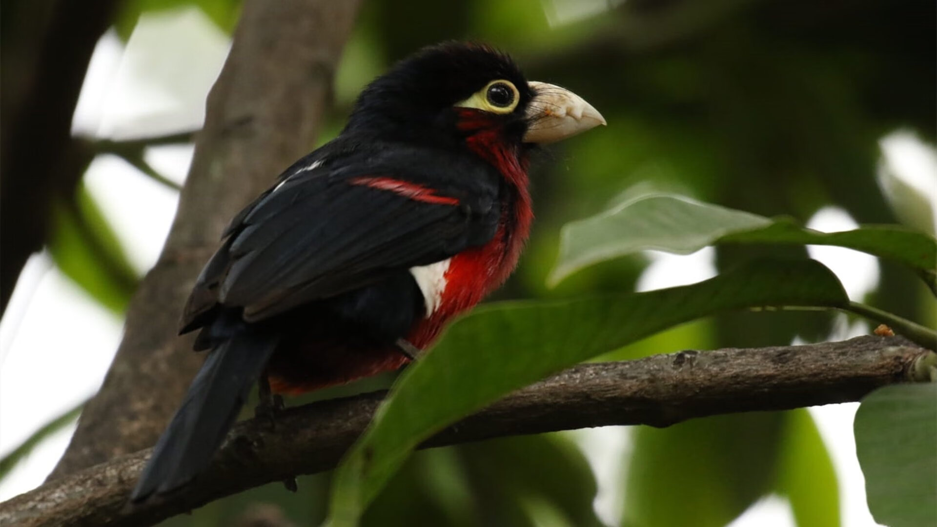 -汇丰中国高尔夫全明星配对赛圆满落幕，汇丰高尔夫公开赛2019