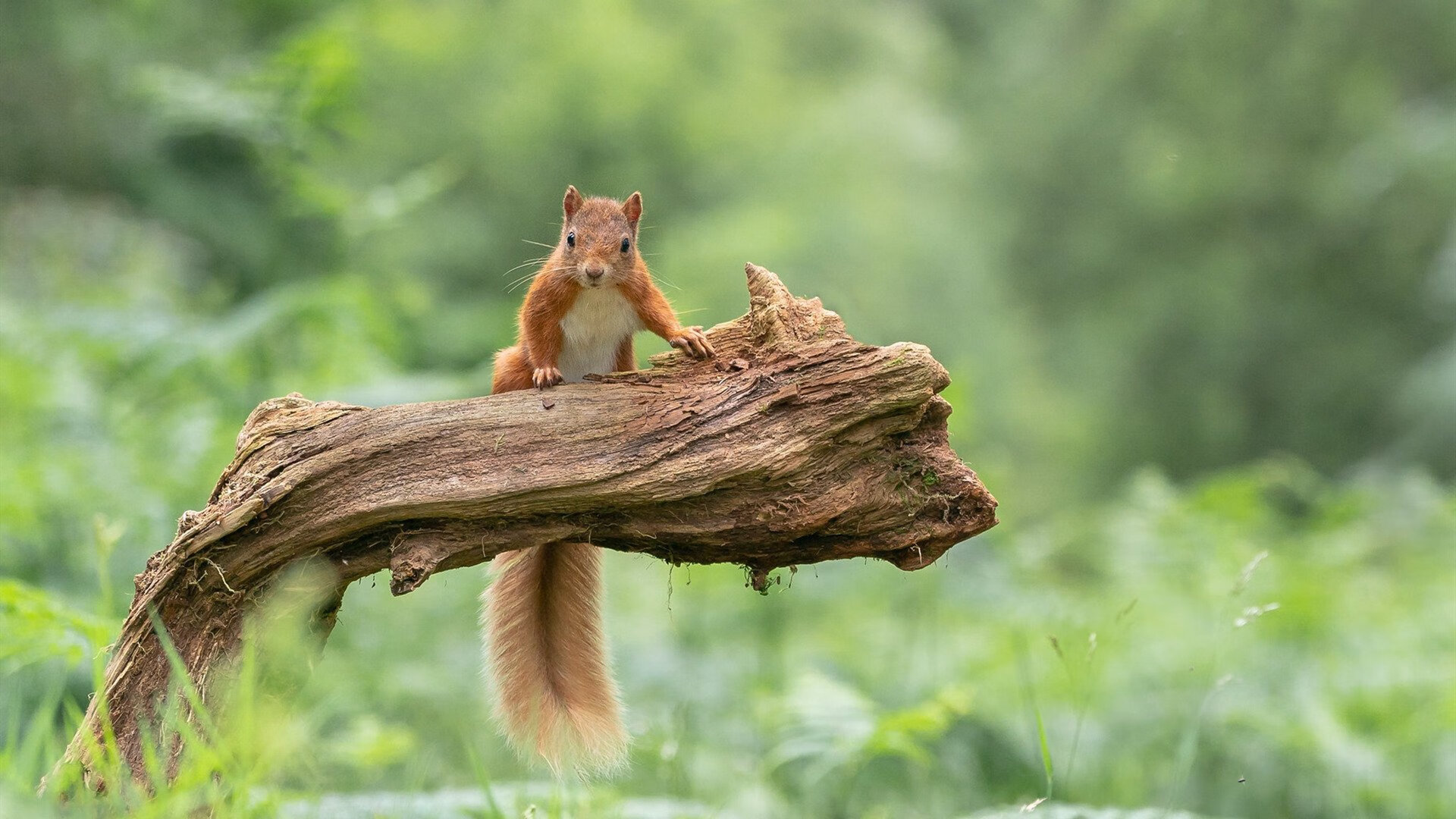 篮板争夺：北京抢下49个篮板，占据攻防双优势！，北京篮球队比赛时间表