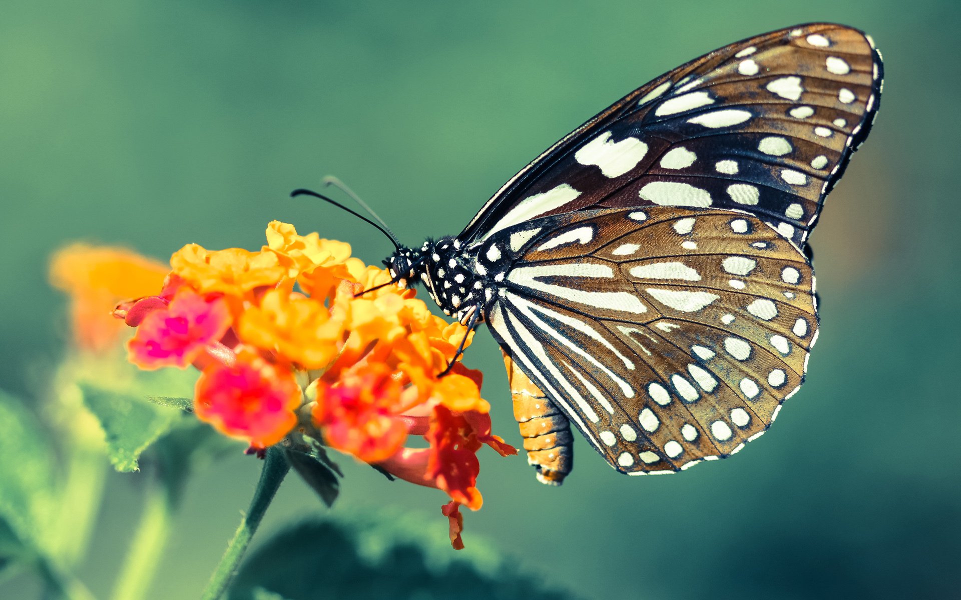 九游网-逆境中的“领袖”精神：冠军球队的精神支柱，冠军团队精神