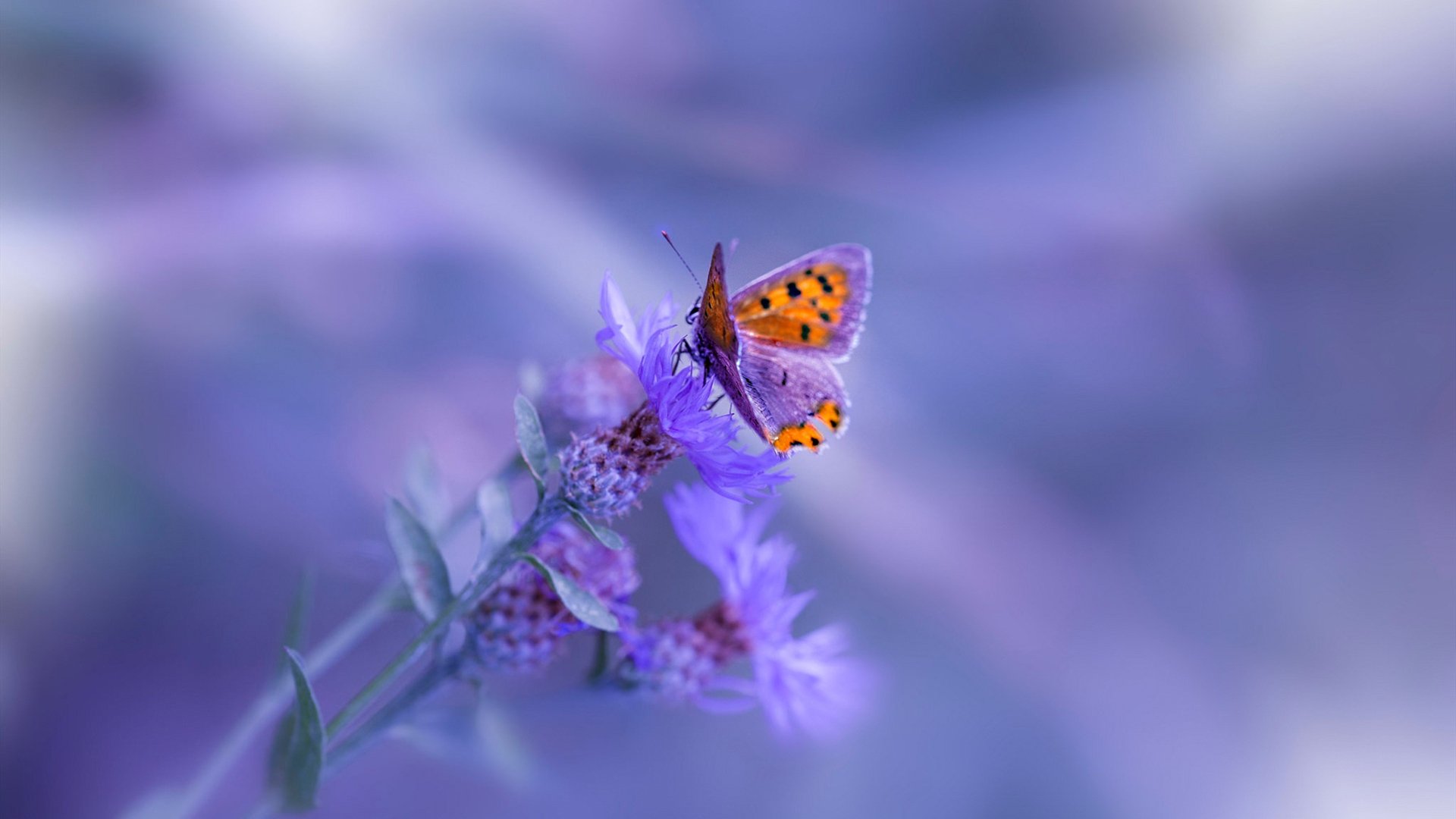 九游9游-雷霆球队平均年龄创近五年联盟最低，雷霆队球员名单及薪资