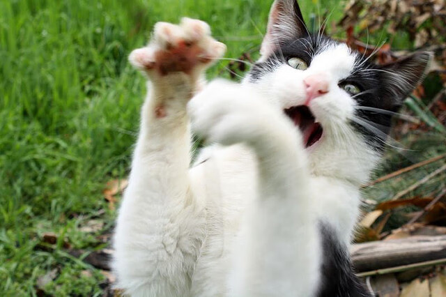 LCS积分榜排名大洗牌，lck2021积分排行榜