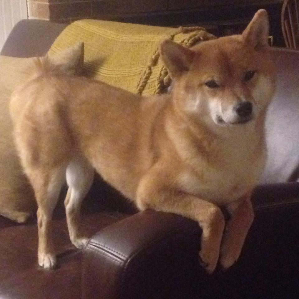 利物浦阵容齐整将挑战皇家马德里,利物浦阵容分析