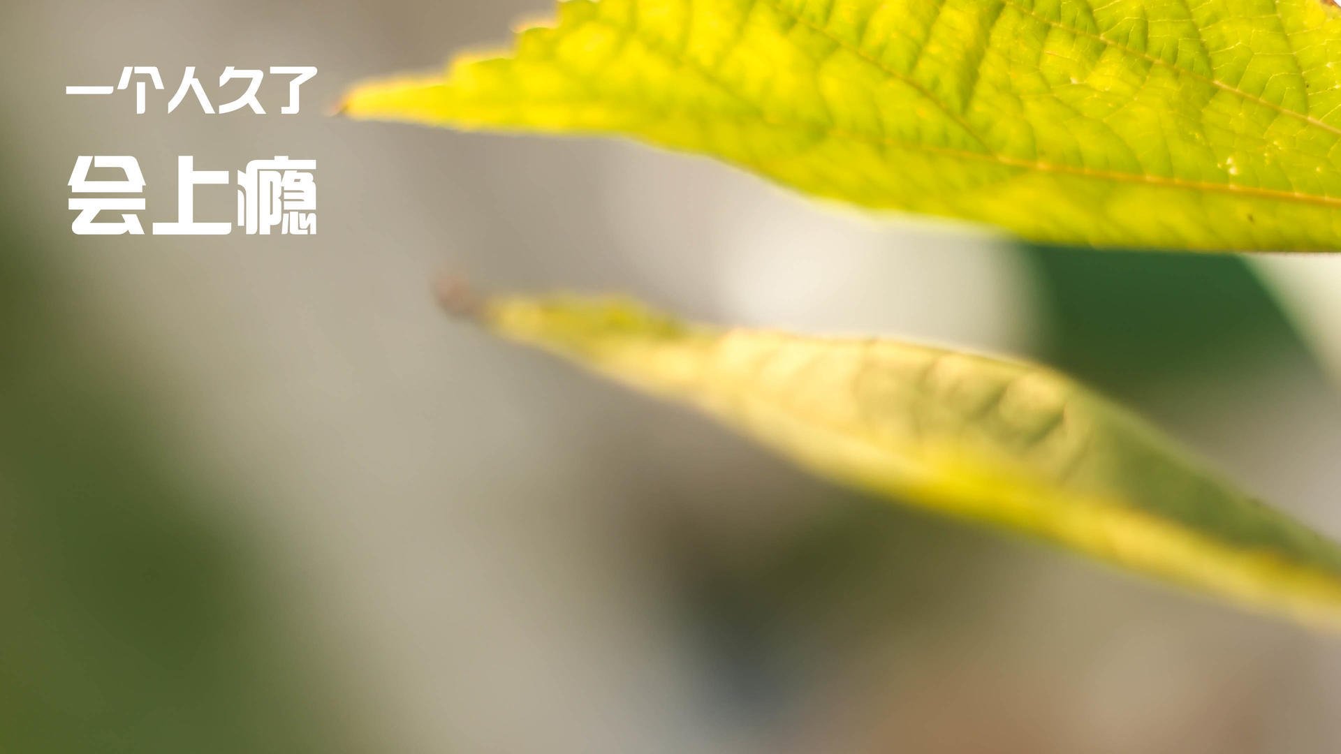 北京国安赛季目标锁定冠军,北京国安队2021赛季标准照