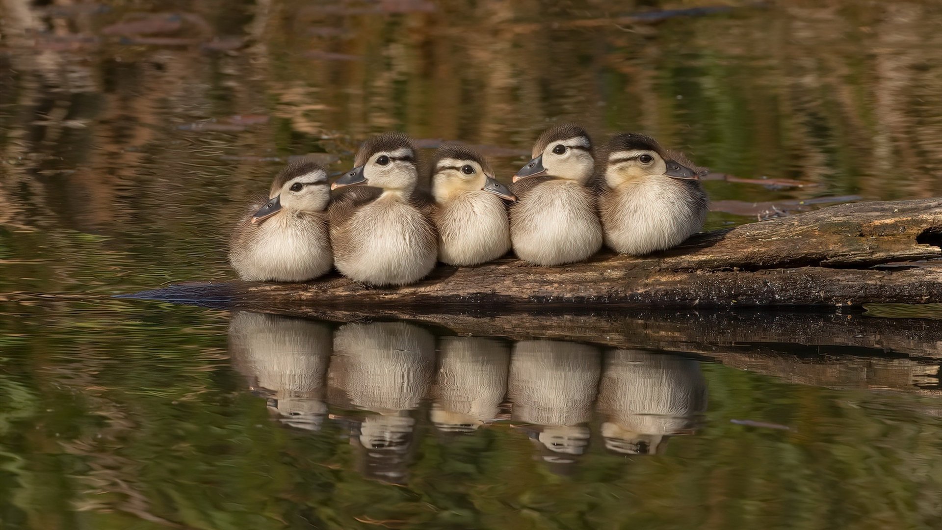 九游下载中心-同曦队外线投篮命中率突破历史新高，同曦 外援