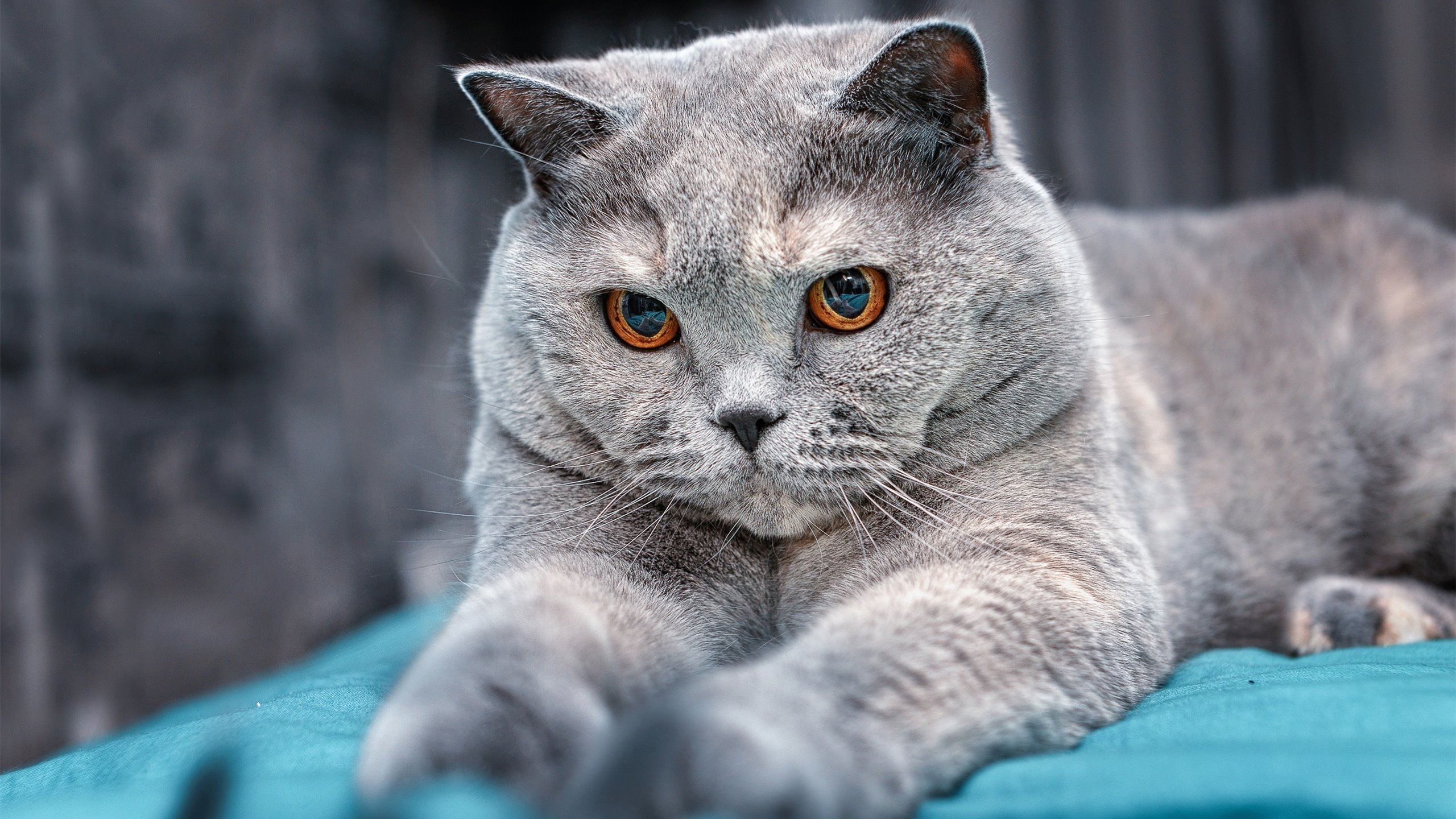 国际足球赛事中，某支球队大获全胜，令人瞩目，国际足球赛事中,某支球队大获全胜,令人瞩目的是