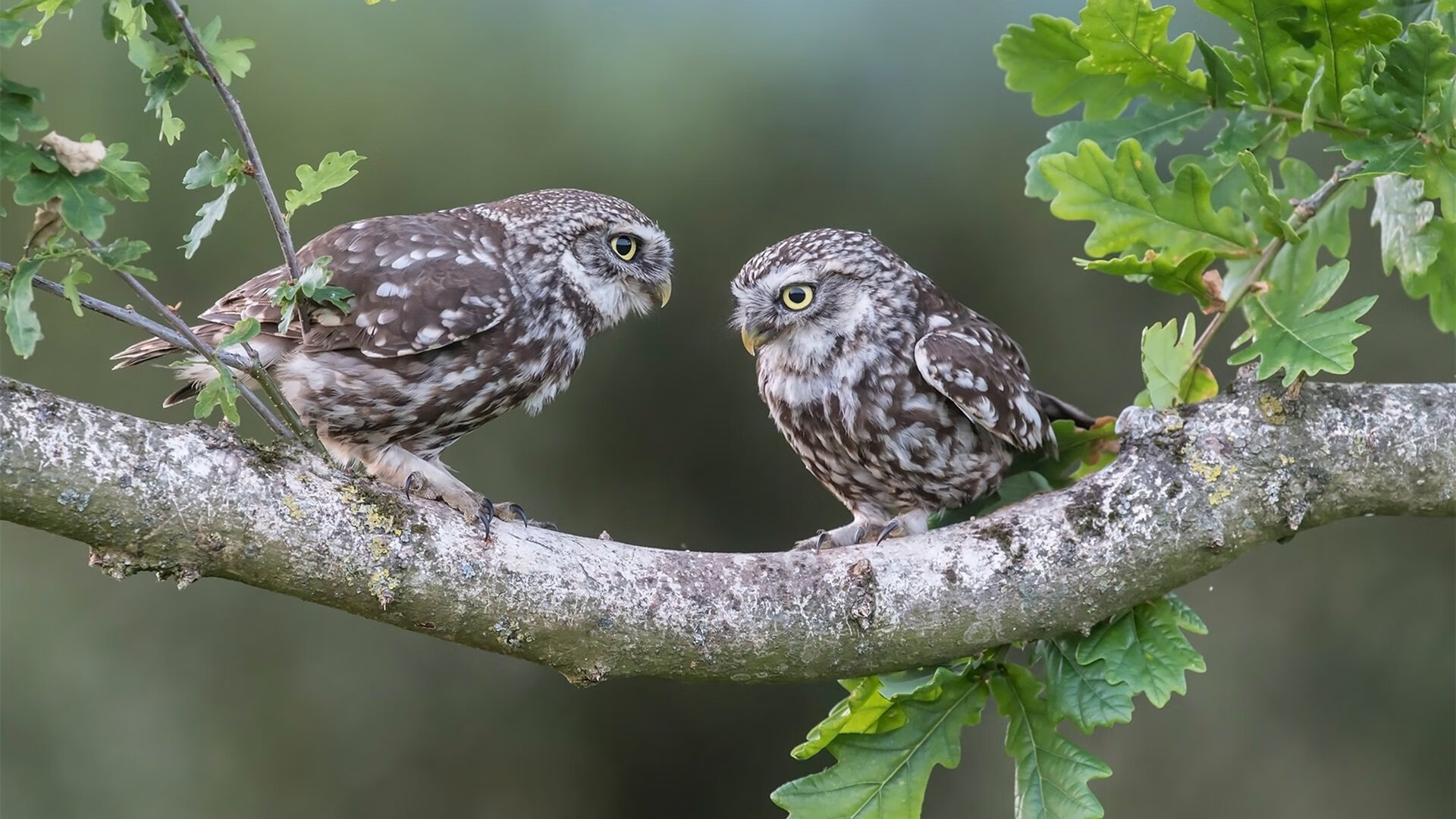 格勒鲁斯在客场取胜，球队士气高涨，格鲁德对奥勒松
