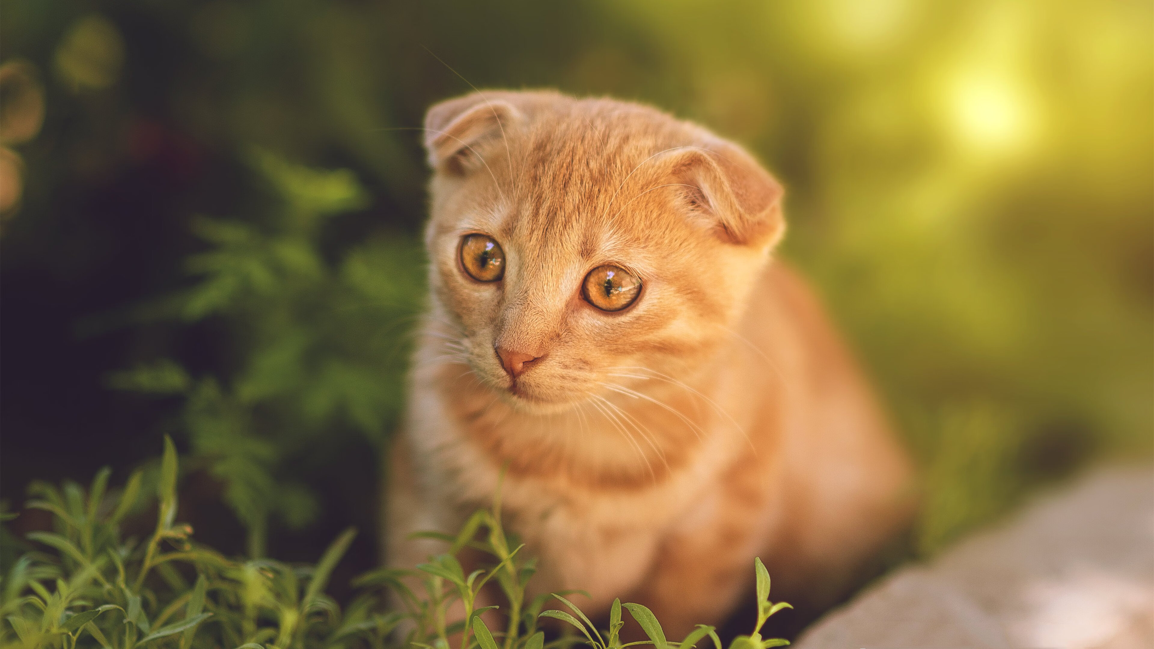 -荷兰国家队备战友谊赛，冠军大热，荷兰国家队2021