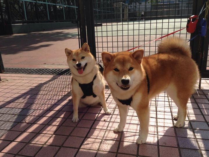 运动装备技术标准升级,运动装备资讯