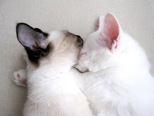 逆袭故事:草根出身的足球奇迹,足坛逆袭