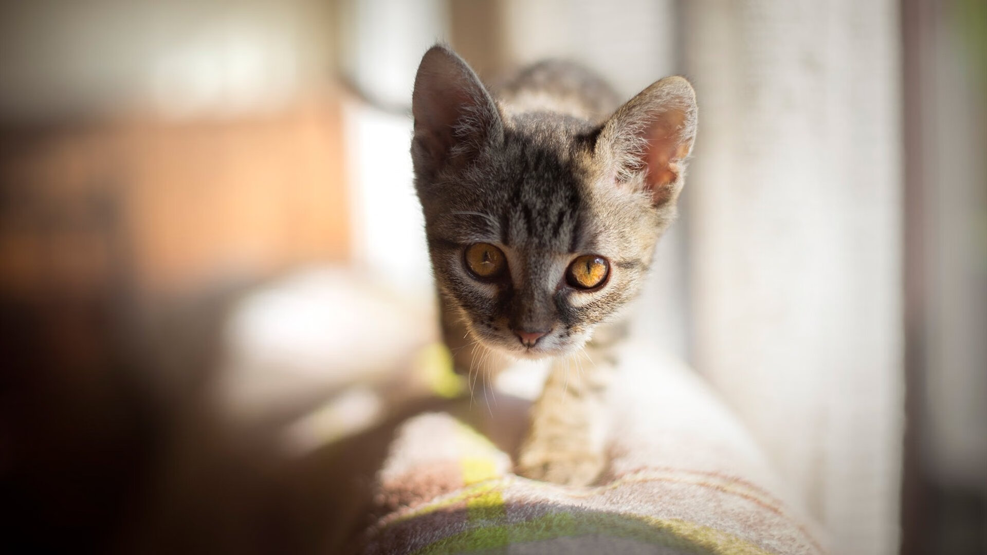 九游(jiuyou)官方网站-快节奏战术是否适合外线为主的球队，快节奏定义