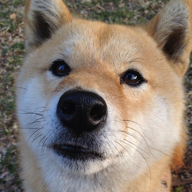 九游登录中心-替补席深度是切尔西夺冠重要保障，切尔西 冠军