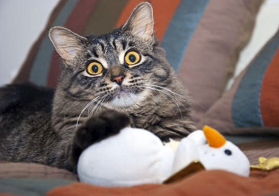 赛后评分榜出炉多名新秀表现优异逐渐获得主力竞争资格，赛后评估内容