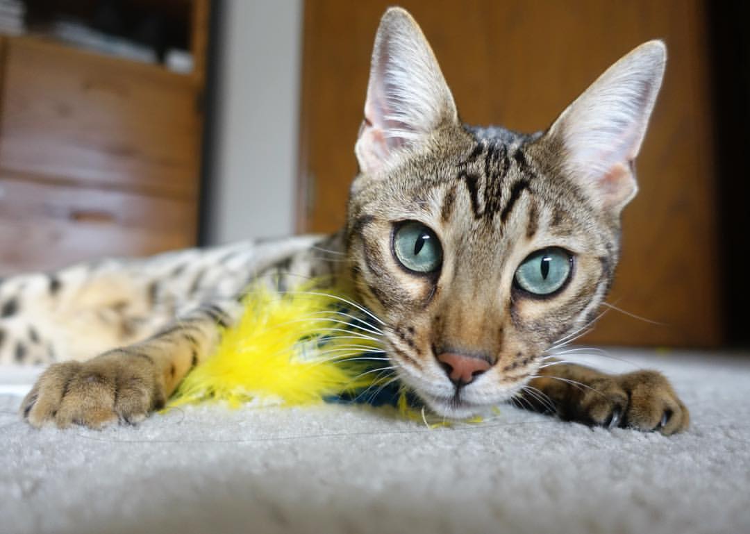 麦肯齐：凭借精准的反击和快速的移动，他成为全黑队背后位置的最强球员